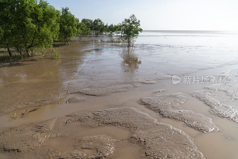 在冲积海岸的红树林，Soc Trang省